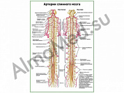 Артерии спинного мозга плакат ламинированный А1/А2 (ламинированный	A2)