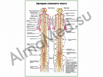 Артерии спинного мозга плакат ламинированный А1/А2 (ламинированный	A2)