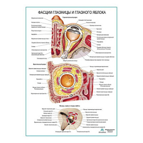 Фасции глазницы и глазного яблока плакат глянцевый А1+/А2+ (глянцевый холст от 200 г/кв.м, размер A1+)