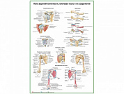 Пояс верхней конечности, плечевая кость и их соединения, плакат глянцевый А1/А2 (глянцевый A2)