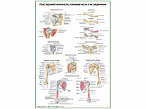 Пояс верхней конечности, плечевая кость и их соединения, плакат глянцевый А1/А2 (глянцевый A2)