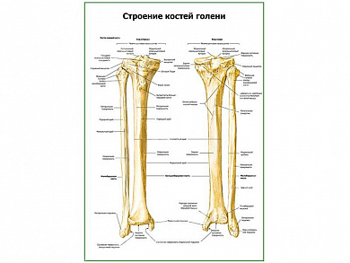 Строение костей голени плакат глянцевый А1/А2 (глянцевый A2)