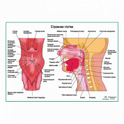 Строение глотки, плакат глянцевый  А1+/А2+ (глянцевый холст от 200 г/кв.м, размер A1+)