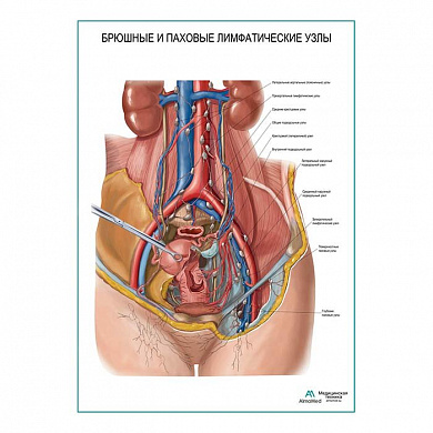 Брюшные и паховые лимфатические узлы плакат глянцевый А1+/А2+ (матовый холст от 200 г/кв.м, размер A1+)
