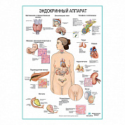 Эндокринный аппарат, плакат глянцевый/ламинированный А1/А2 (глянцевый	A2)