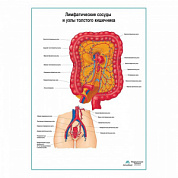 Лимфатические сосуды и узлы толстого кишечника плакат глянцевый А1+/А2+ (глянцевая фотобумага от 200 г/кв.м, размер A2+)