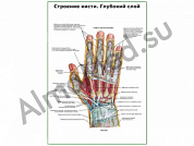 Строение кисти, глубокий слой плакат ламинированный А1/А2 (ламинированный	A2)