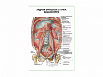 Задняя брюшная стенка. Вид изнутри плакат глянцевый А1/А2 (глянцевый A2)