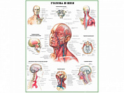 Голова и шея, плакат глянцевый А1/А2 (глянцевый A1)