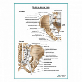 Кости и связки таза плакат глянцевый А1+/А2+ (глянцевая фотобумага от 200 г/кв.м, размер A2+)