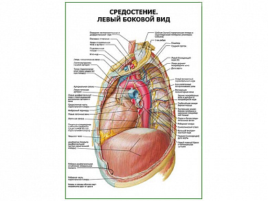 Средостение. Левый боковой вид плакат глянцевый А1/А2 (глянцевый A2)