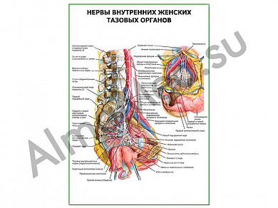 Нервы внутренних женских тазовых органов плакат ламинированный А1/А2 (ламинированный	A2)