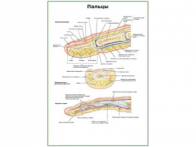 Строение пальцев плакат глянцевый А1/А2 (глянцевый A1)