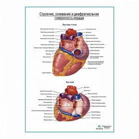 Сердце. Строение, основание и диафрагмальная поверхность плакат глянцевый А1+/А2+ (матовый холст от 200 г/кв.м, размер A1+)