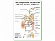 Вегетативная иннервация почек и верхней части мочеточников плакат глянцевый А1/А2 (глянцевый A2)