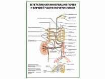 Вегетативная иннервация почек и верхней части мочеточников плакат глянцевый А1/А2 (глянцевый A2)