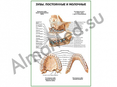 Зубы постоянные и молочные плакат глянцевый/ламинированный А1/А2 (глянцевый	A2)