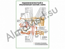 Крылонебный поднижнечелюстной ганглий. Схема плакат глянцевый/ламинированный А1/А2 (глянцевый	A2)