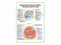 Поперечное сечение голени. Фасциальный футляр плакат глянцевый А1/А2 (глянцевый A2)