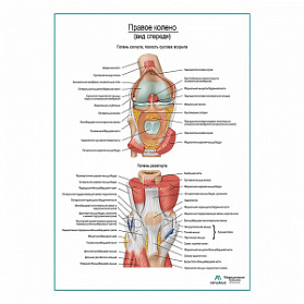 Колено, мышечно-связочный аппарат плакат глянцевый А1+/А2+ (глянцевая фотобумага от 200 г/кв.м, размер A1+)