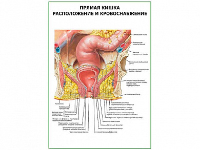 Прямая кишка. Расположение и кровоснабжение плакат глянцевый  А1/А2 (глянцевый A1)