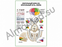 Зрительный нерв (II) Зрительный путь. Схема плакат глянцевый/ламинированный А1/А2 (глянцевый	A2)