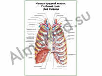 Мышцы грудной клетки. Глубокий слой. Вид спереди плакат ламинированный А1/А2 (ламинированный	A2)