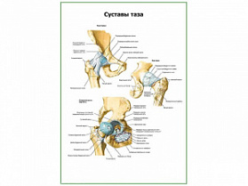 Суставы таза плакат глянцевый А1/А2 (глянцевый A2) Суставы таза плакат глянцевый А1/А2 (глянцевый A2)