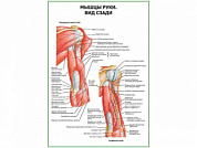 Мышцы руки вид сзади плакат глянцевый А1/А2 (глянцевый A1)