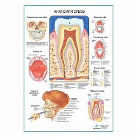 Анатомия зубов, плакат глянцевый А1+/А2+ (матовый холст от 200 г/кв.м, размер A1+)