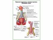 Строение полового члена слой плакат глянцевый А1/А2 (глянцевый A1)