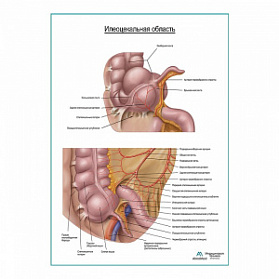 Подвздошно-слепокишечная область плакат глянцевый  A1+/A2+ (глянцевая фотобумага от 200 г/кв.м, размер A2+)