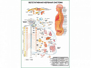 Вегетативная Нервная Система с фармакологией, плакат глянцевый А1/А2 (глянцевый A1)