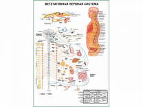 Вегетативная Нервная Система с фармакологией, плакат глянцевый А1/А2 (глянцевый A1)