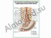 Автономная иннервация желудка и двенадцатиперстной кишки плакат глянцевый/ламинированный А1/А2 (глянцевый	A2)