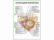 Артерии задней черепной ямки плакат глянцевый А1/А2 (глянцевый A2)