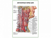 Автономные нервы шеи плакат глянцевый А1/А2 (глянцевый A1)