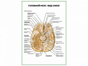 Головной мозг, вид снизу плакат глянцевый А1/А2 (глянцевый A2)