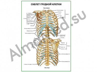 Скелет грудной клетки плакат глянцевый/ламинированный А1/А2 (глянцевый	A2)