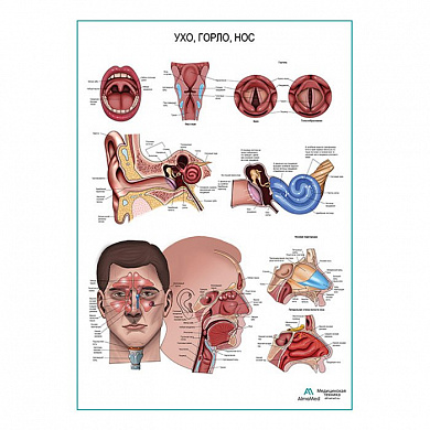 Ухо, горло, нос, плакат глянцевый/ламинированный А1/А2 (глянцевый	A2)