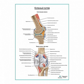 Коленный сустав и его связки плакат глянцевый А1+/А2+ (глянцевая фотобумага от 200 г/кв.м, размер A1+)