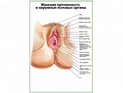 Промежности и наружные половые органы женщины плакат глянцевый А1/А2 (глянцевый A2)
