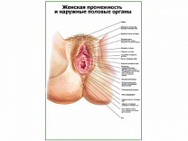 Промежности и наружные половые органы женщины плакат глянцевый А1/А2 (глянцевый A2)