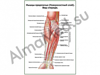 Мышцы предплечья, поверхностный слой плакат глянцевый/ламинированный А1/А2 (глянцевый	A2)