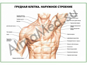 Грудная клетка. Наружное строение плакат ламинированный А1/А2 (ламинированный	A2)