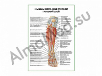 Мышцы ноги. Вид спереди глубокий слой плакат ламинированный А1/А2 (ламинированный	A2)