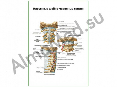 Наружные черепно-мозговые связки плакат ламинированный А1/А2 (ламинированный	A2)