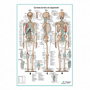 Система костей и их соединений ( скелет человека ), плакат глянцевый А1/А2 (A1-242)