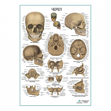 Череп человека, плакат глянцевый А1+/А2+ (матовый холст от 200 г/кв.м, размер A1+)