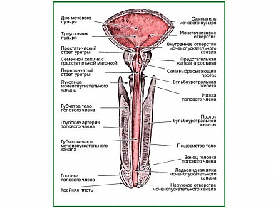 Мужской мочеиспускательный канал, плакат глянцевый А1/А2 (глянцевый A2)